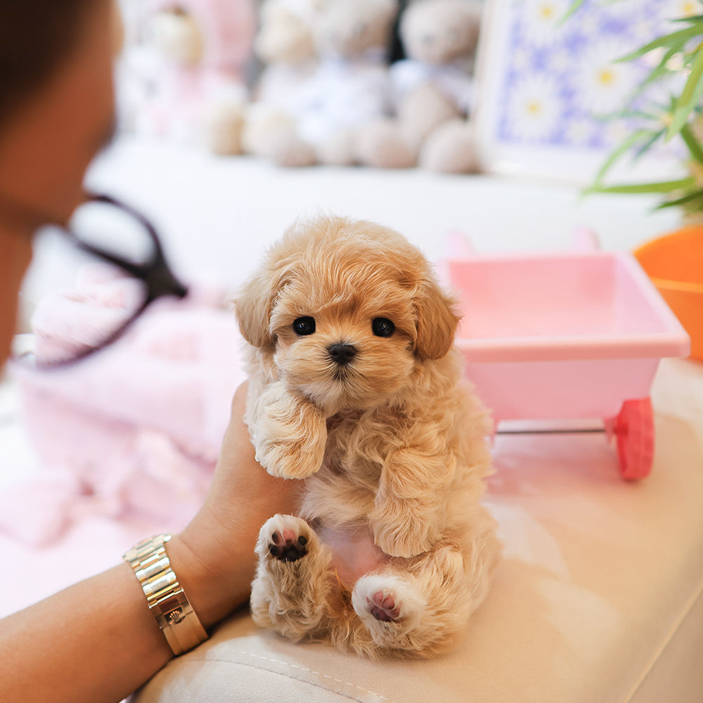 Maltipoo - Arang (Female)