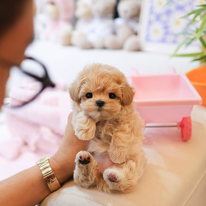 Maltipoo - Arang (Female)