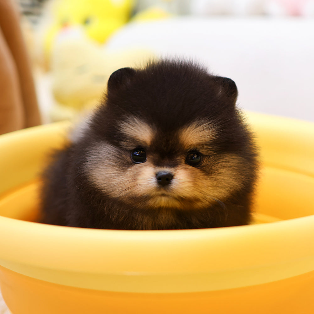 Pomeranian - Beilli (Male) $2400