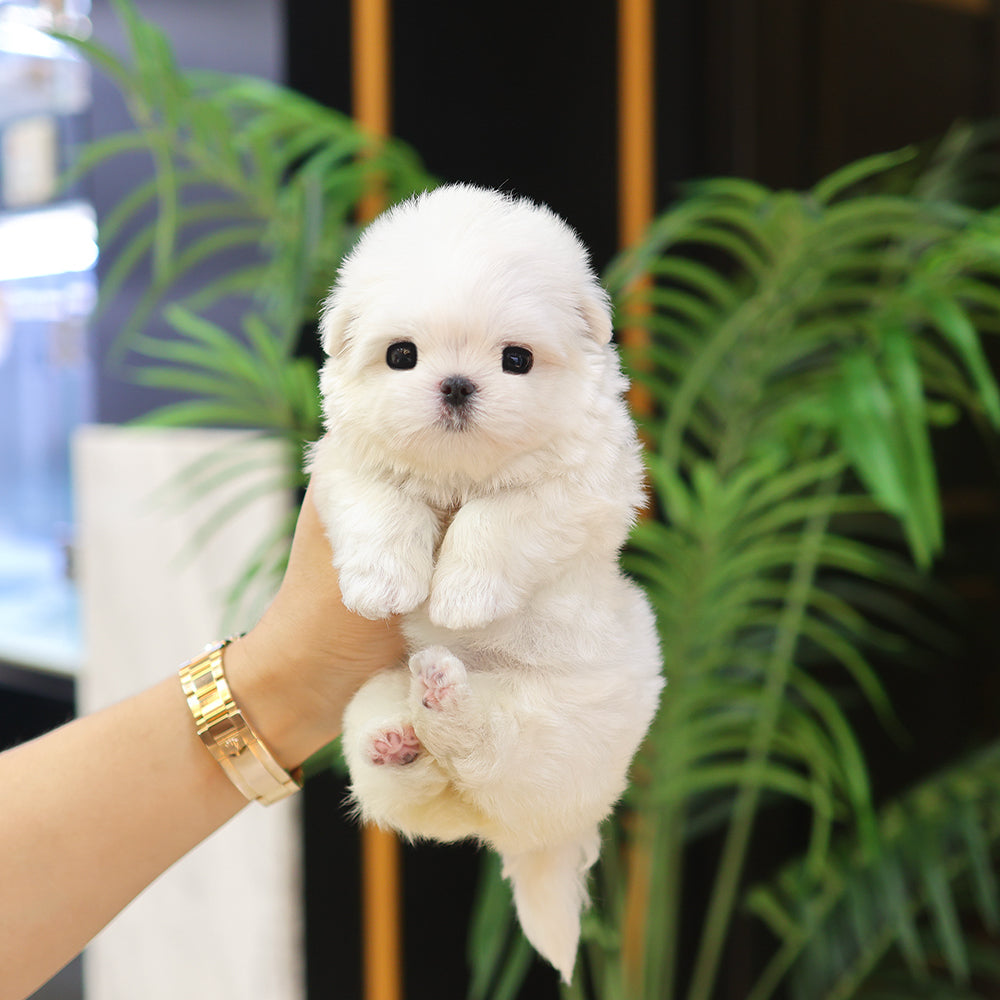 Maltese - Manggu (Female) $3700