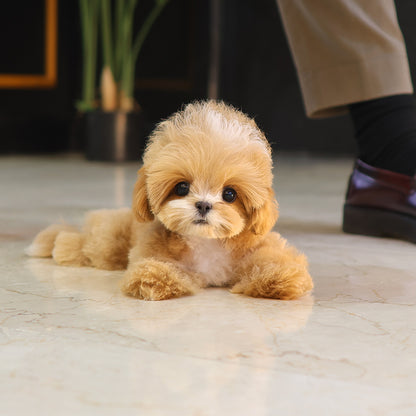 Maltipoo - Pico (Male) $3000