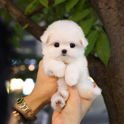 Maltese - Jeni (Female) $2900