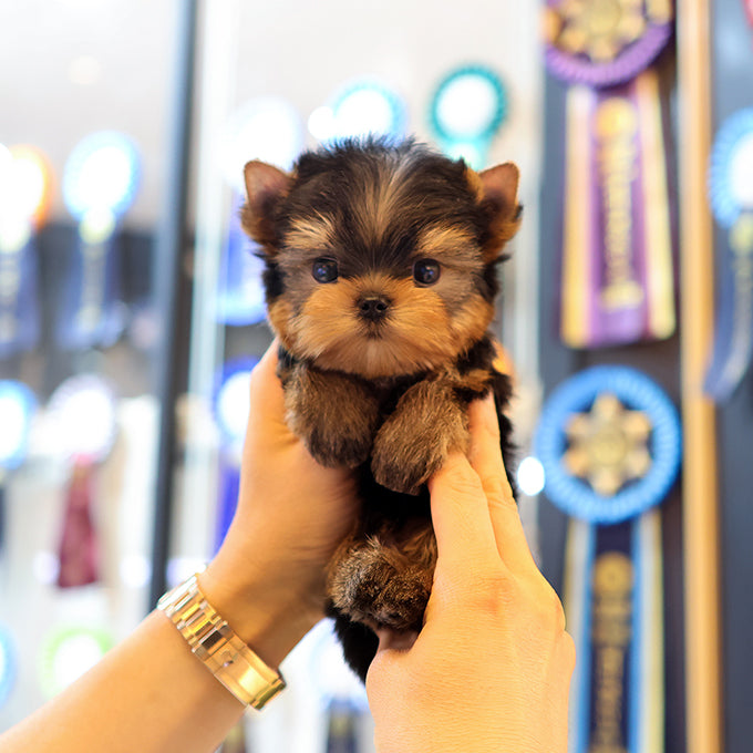 Yorkshire Terrier - Daege (Female)