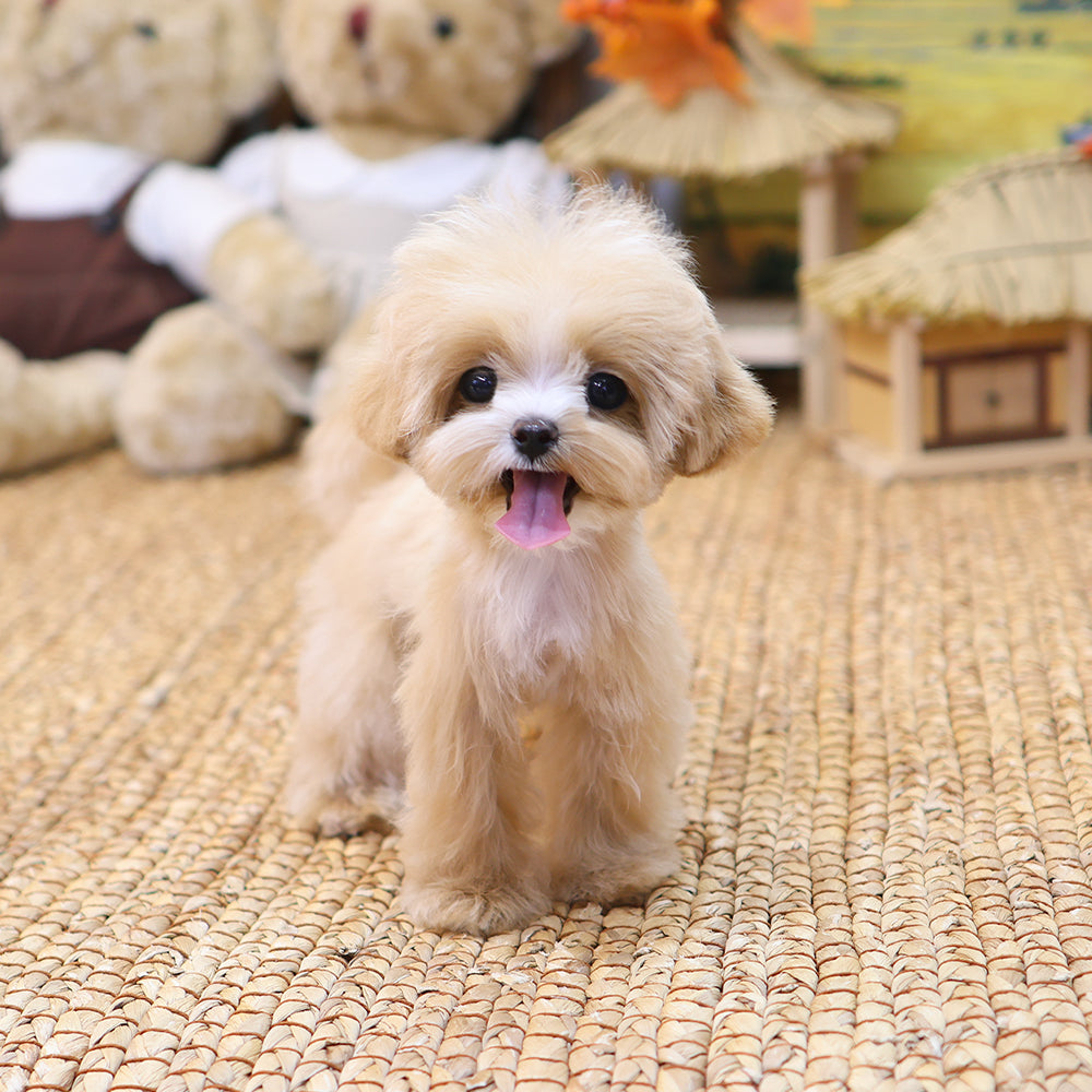 Maltipoo - Mallow (Female) $2300
