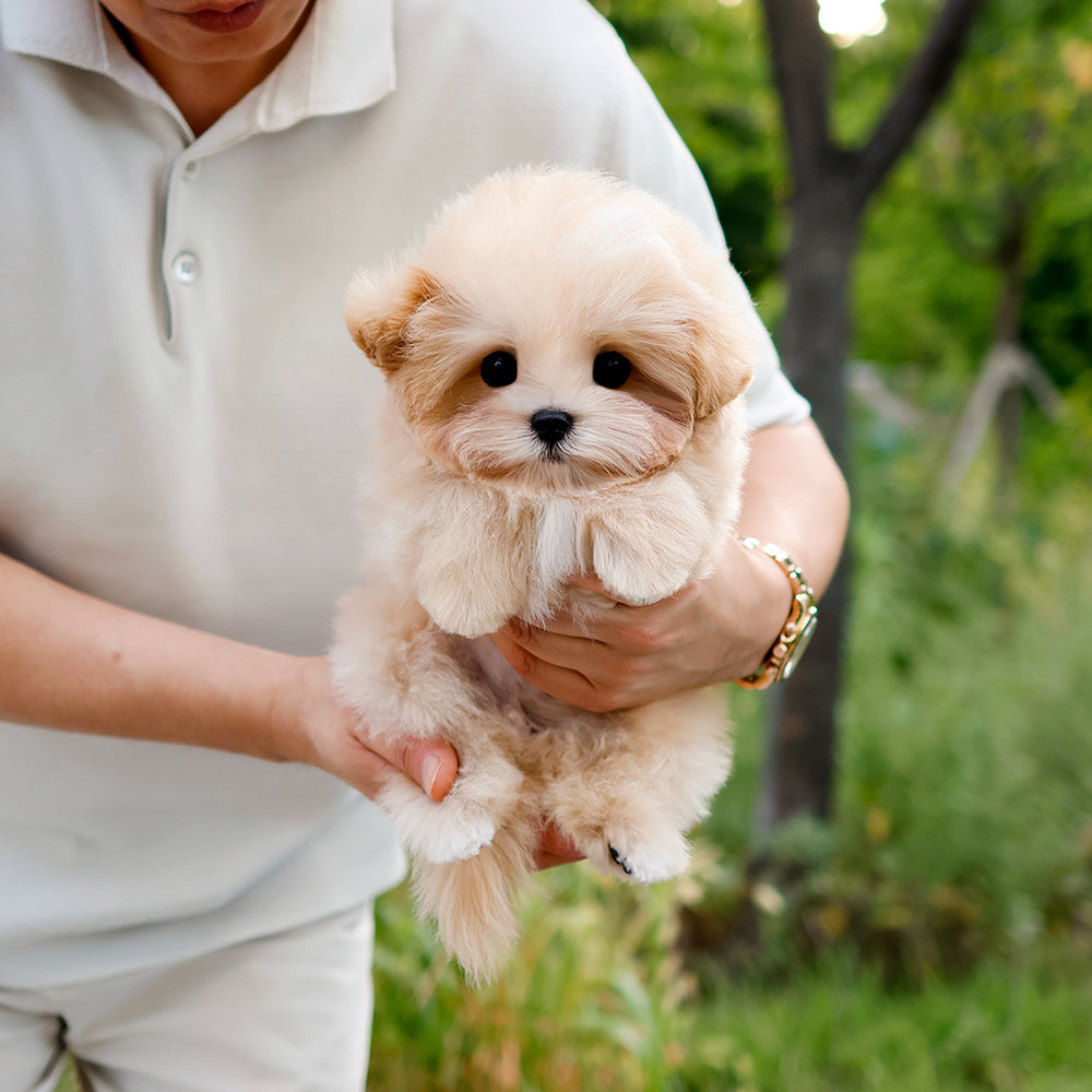 Maltipoo - MONGMU (Male)