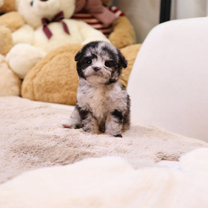Poodle - DIdi (Male)