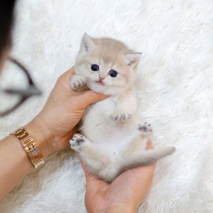 British Shorthair - Masi (Male)