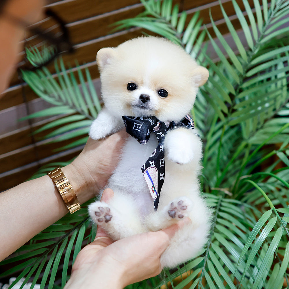 Pomeranian - Ajeol (Female) $2300
