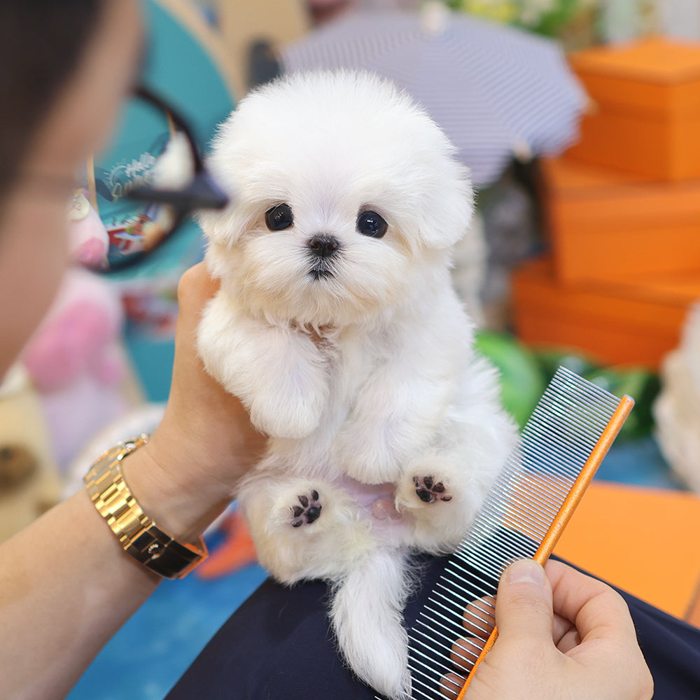 Maltese - Wini (Female) $4000
