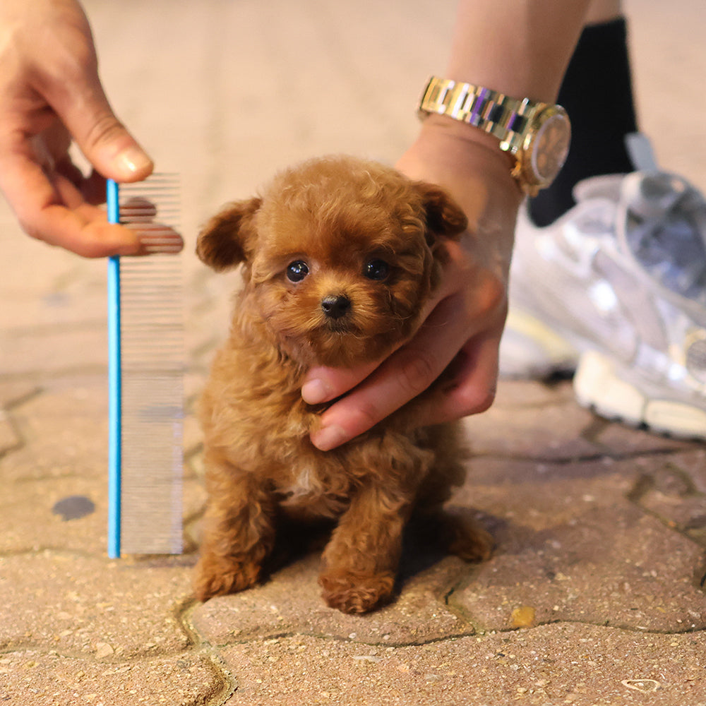 Poodle - Kongkong (Female) $2600