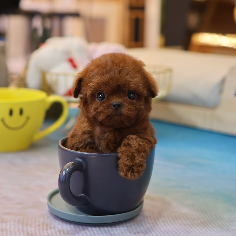 Poodle - Jjojjo (Female) $6300