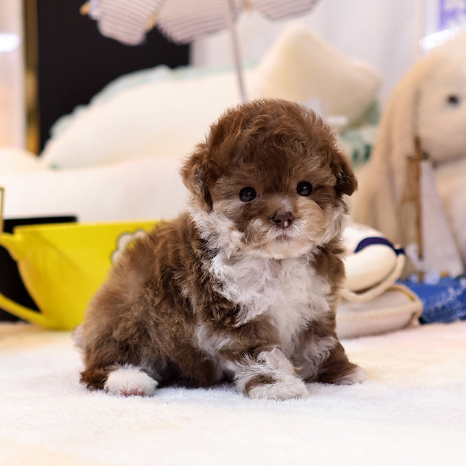 Poodle - Alleop (Female)