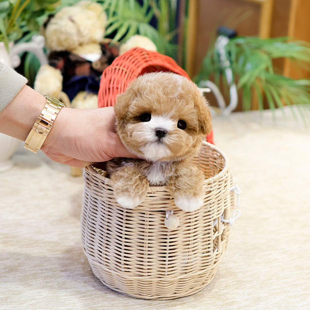 Maltipoo  - Dungdung (Male) $2600