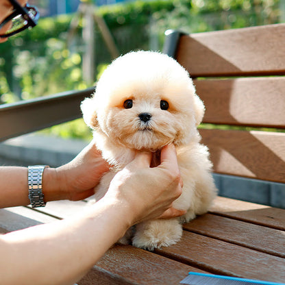 Maltipoo - Danto (Male)