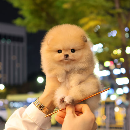 Pomeranian - Ttungtti (Female) $3200