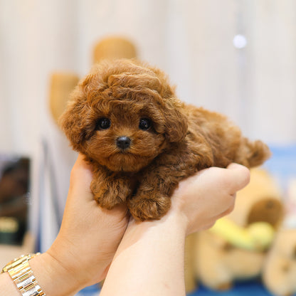 Poodle - Kkuram (Female)