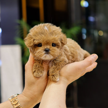 Maltipoo - Jjapa (Male) $4000
