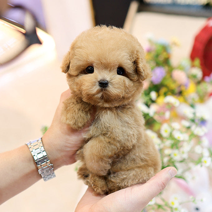 Poodle - Hobak (Male)