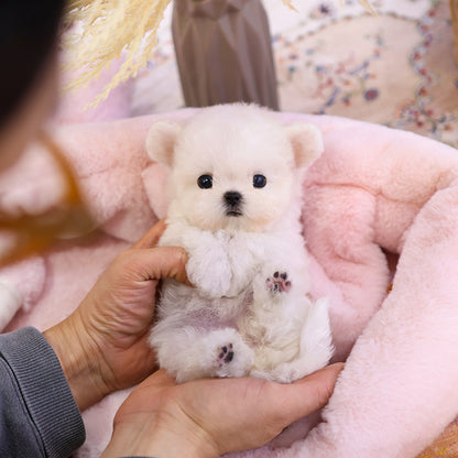Bichon Frise - Manggo (Female) $3900