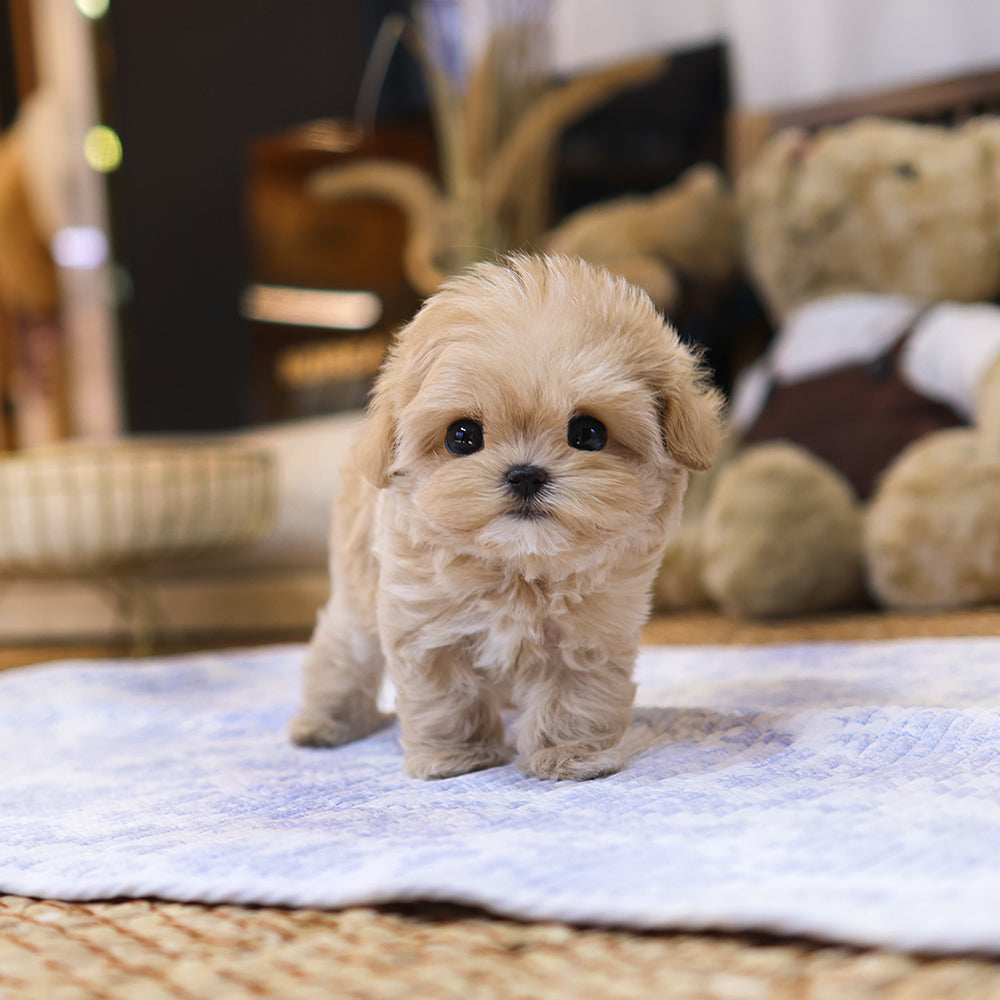 Maltipoo  - Daeum  (Female) $5000