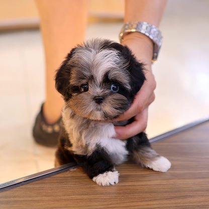 Maltipoo - Meonji (Female)
