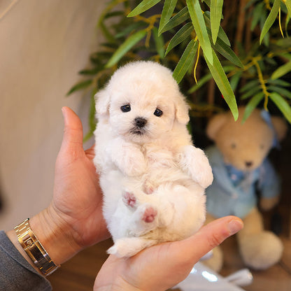 Bichonfrise - Hachi (Male)