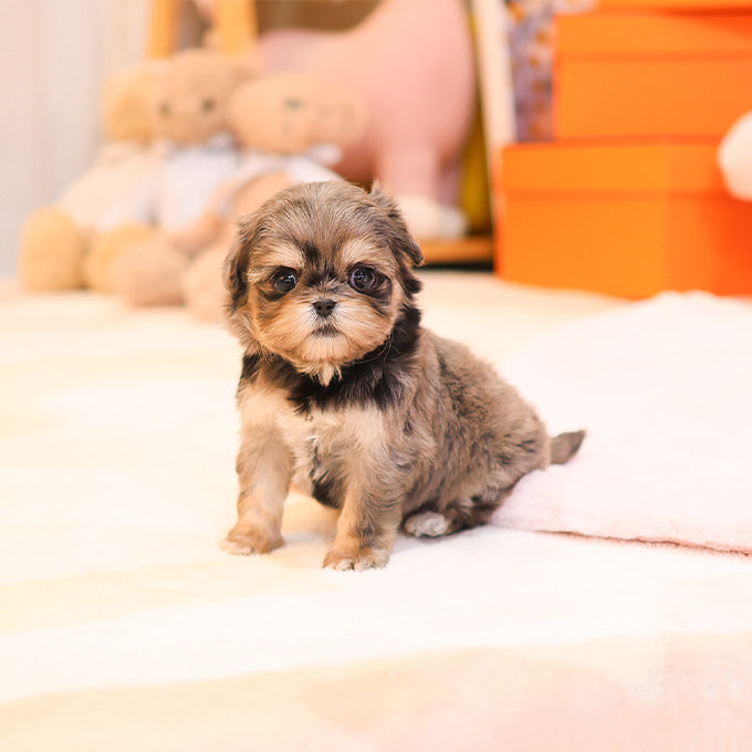 Maltipoo - Nunu (Female)