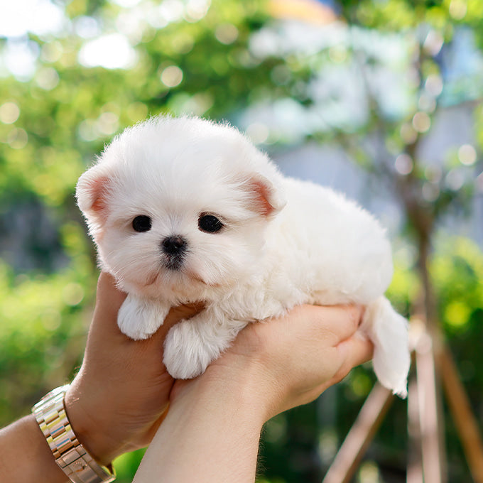 Maltese - Aeni (Female)