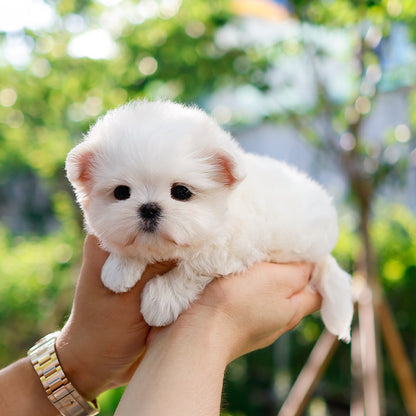 Maltese - Aeni (Female)