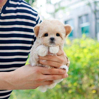 Maltipoo - Kuma (Female) $2400