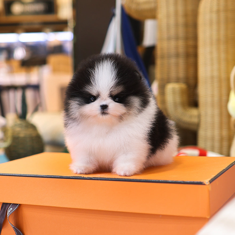 Pomeranian - Yamyam (Female) $4600