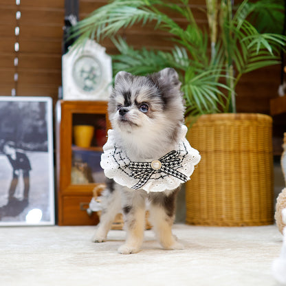 Pomeranian - Juhyeon (Female) $3300