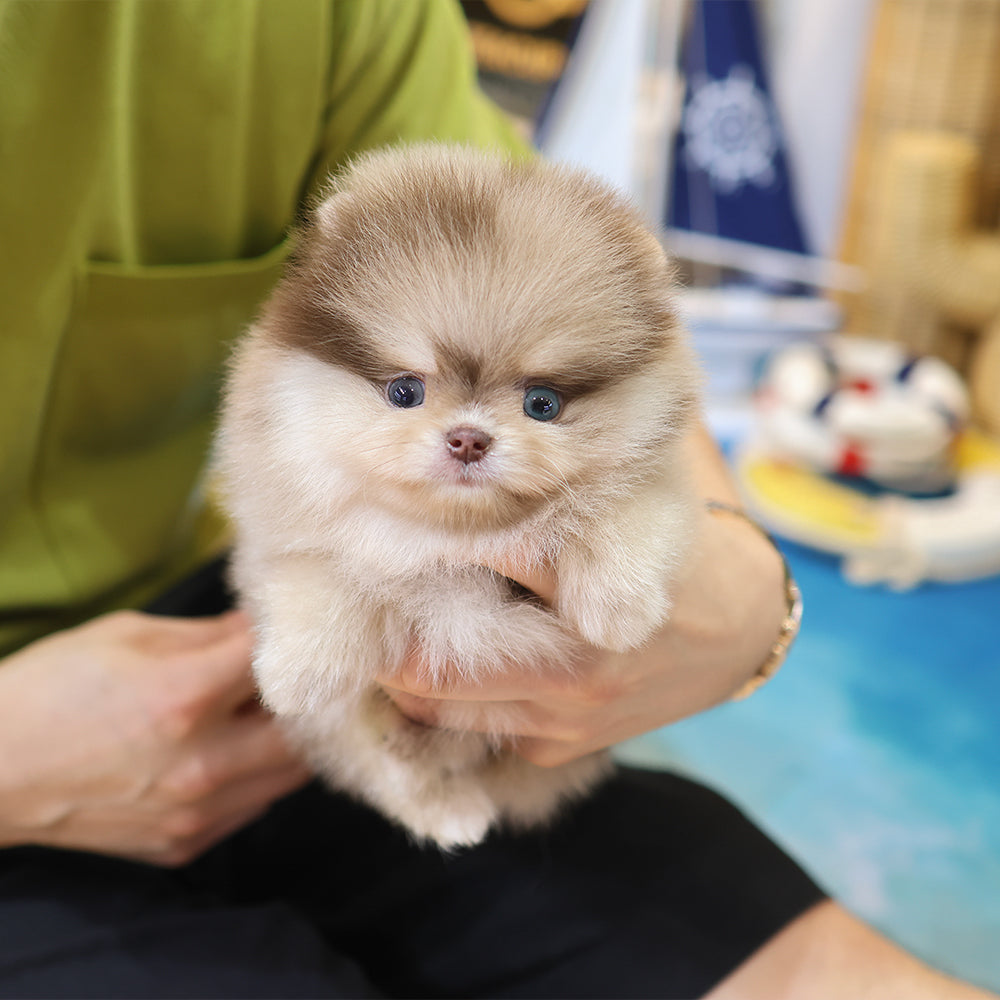 Pomeranian - Kuku (Male) $5200