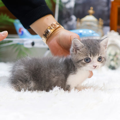 Munchkin - Winteo (Male)