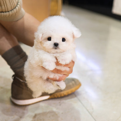 Bichon Frise - Gamja (Female) $5200