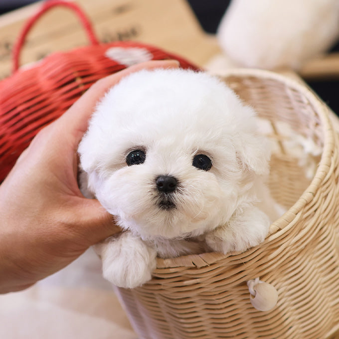 Bichon Frise - Ipeu (Male)