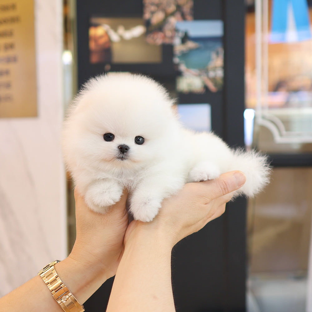 Pomeranian - Moelle ( Female) $5200