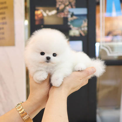 Pomeranian - Moelle ( Female) $5200