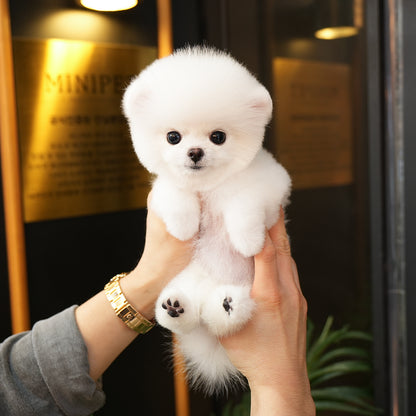 Pomeranian - Milo (Male) $2700