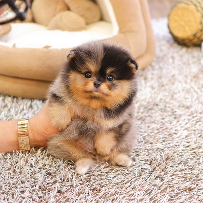 Pomeranian - Cookie (Female) $2800
