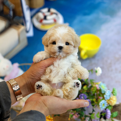 Maltipoo - Bou (Female) $4300