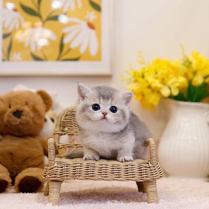 Munchkin - Rusi (Male)