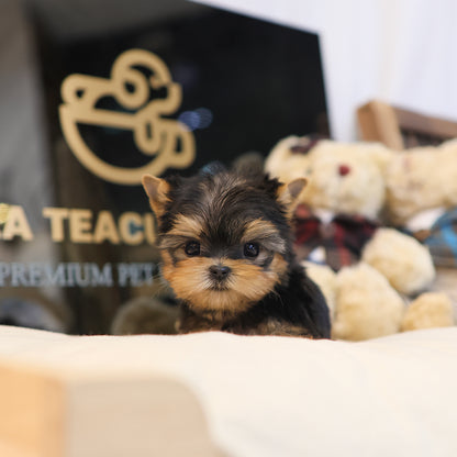 Yorkshire Terrier - Hamong (Female) $3000