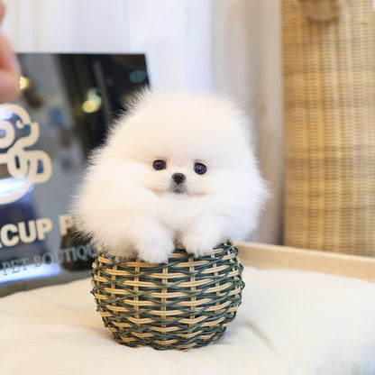Pomeranian - Dubu (Female)