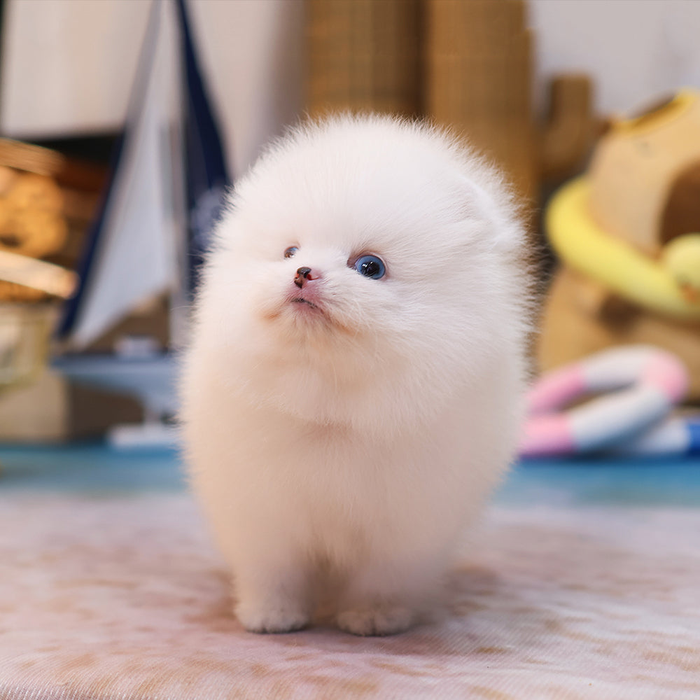 Pomeranian - Reon (Male) $4200