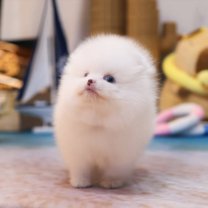 Pomeranian - Reon (Male) $4200