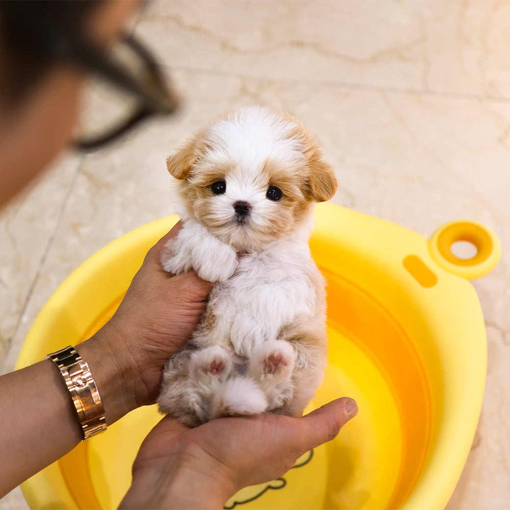 Maltipoo - Geti (Male) $4200