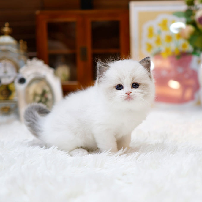 Ragdoll - Rubi (Female)