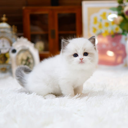 Ragdoll - Rubi (Female)