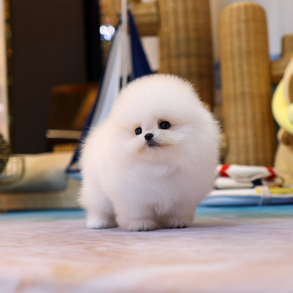 Pomeranian - Aong (Female) $5200